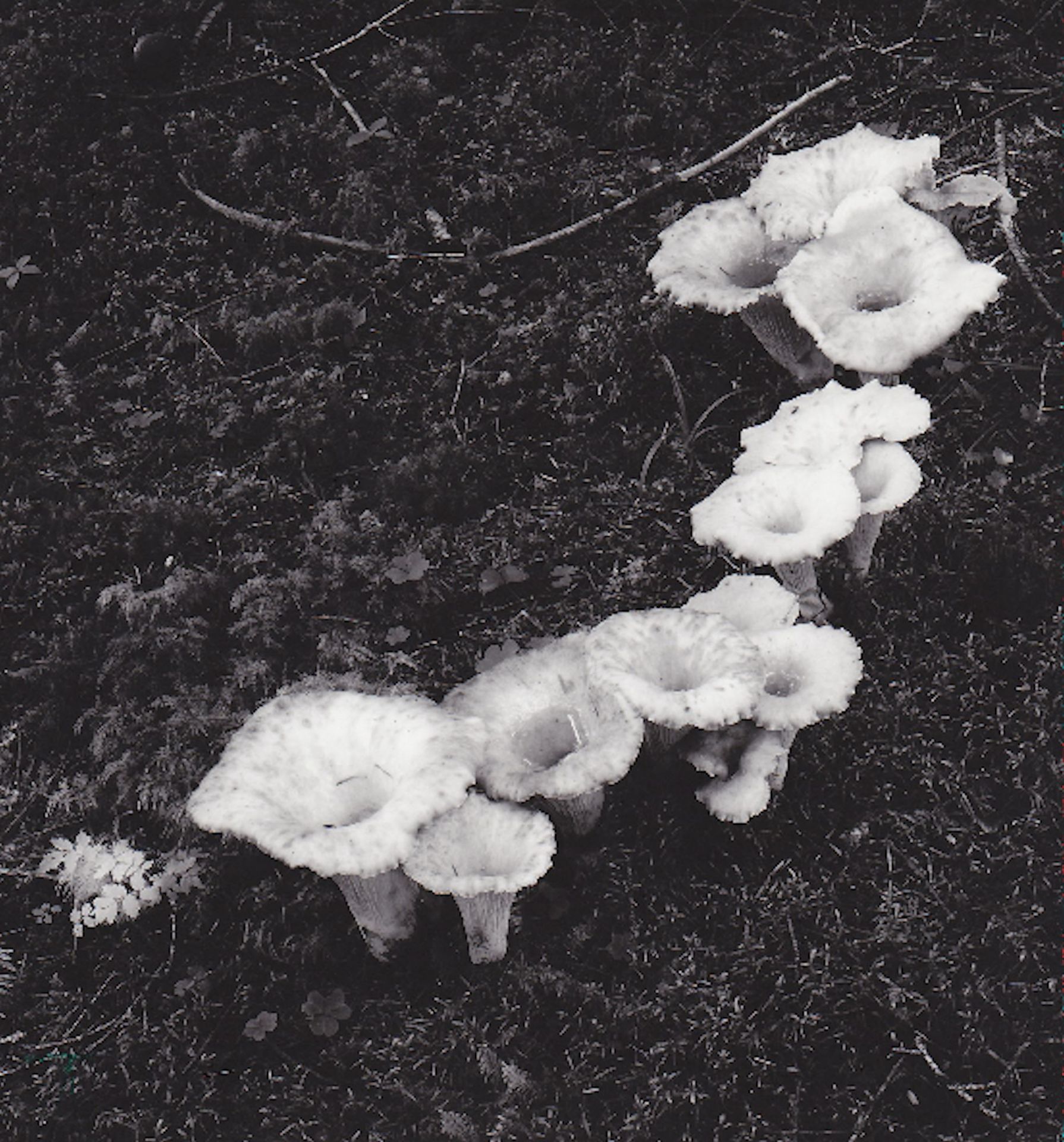 fungus
