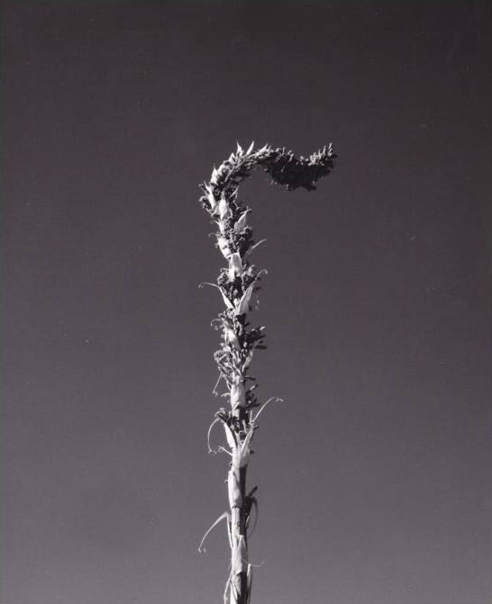 orange spring mound photograph