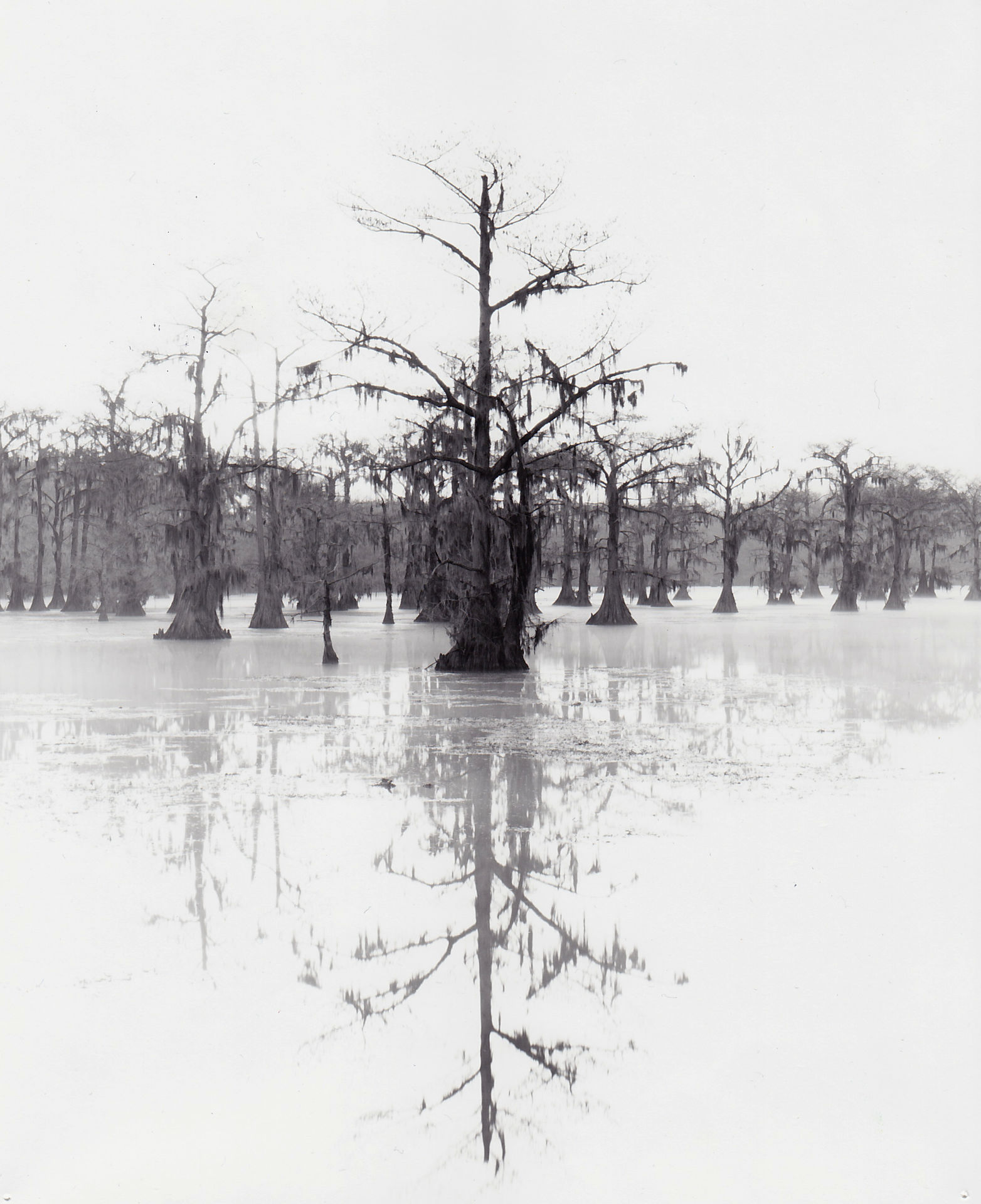 cypress in fog photograph