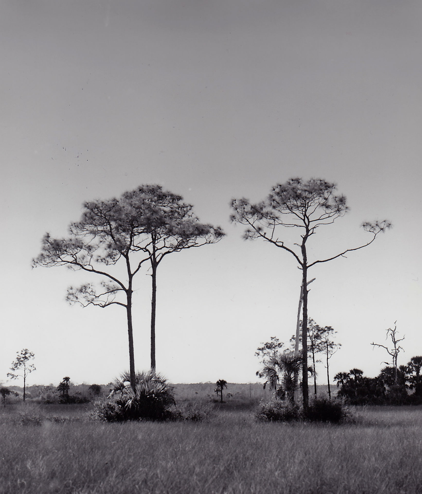 cypress trees photograph