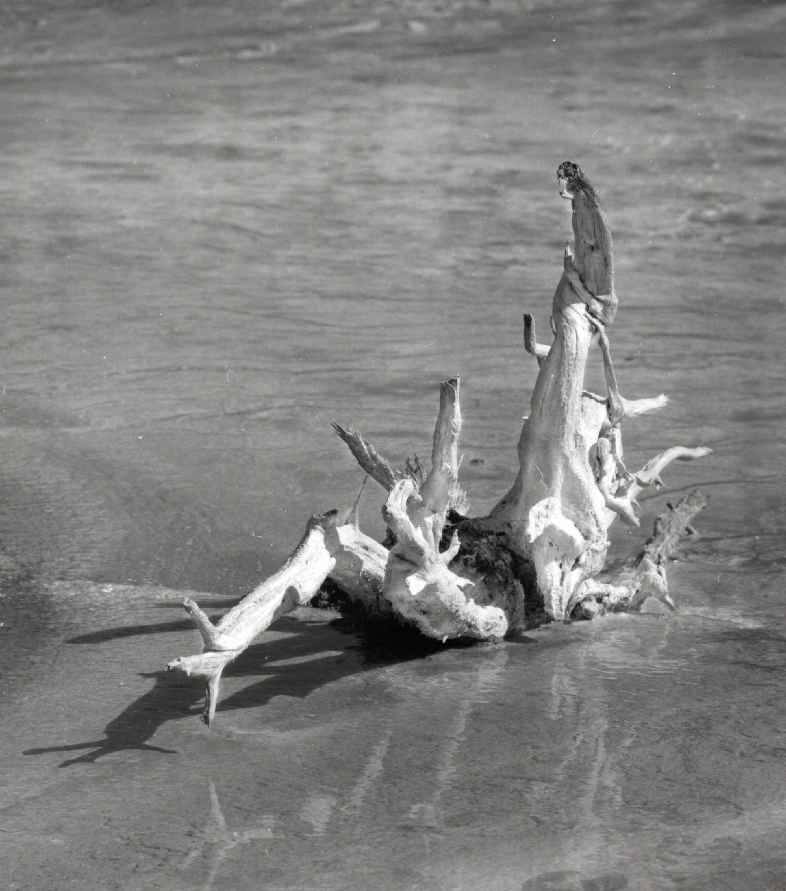 dead tree in hot spring photograph