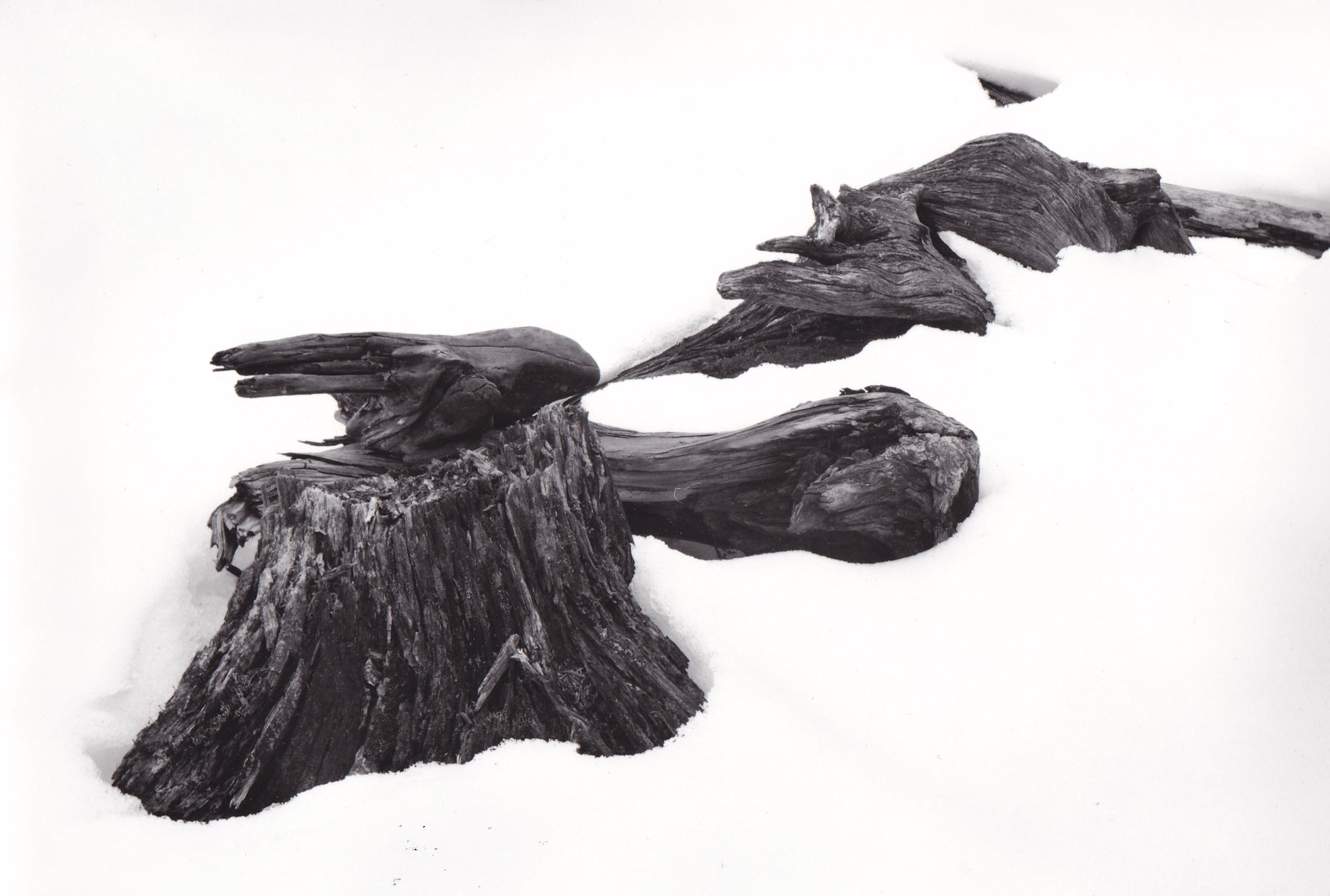 driftwood photograph