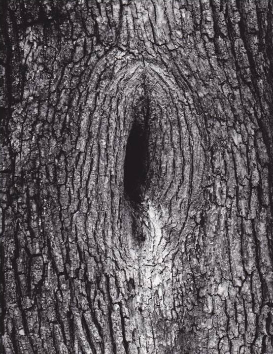 dutch elm photograph
