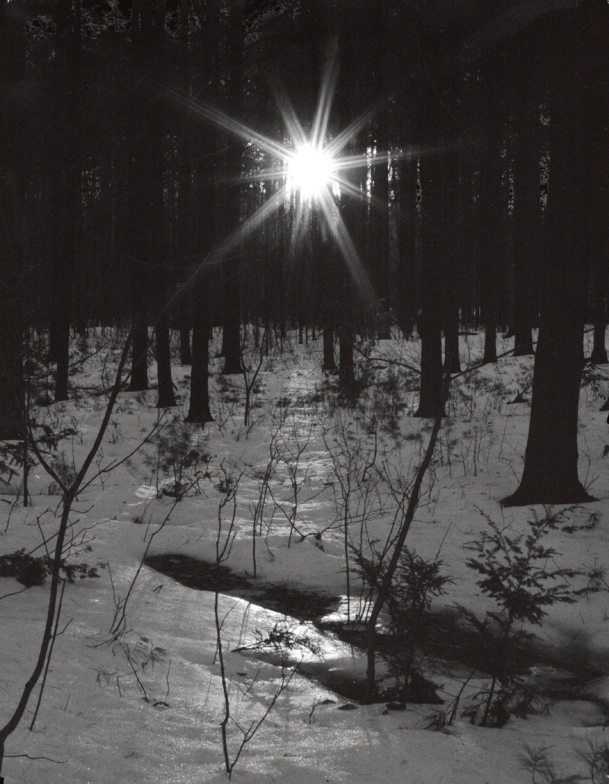 evening forest mount vernon photograph