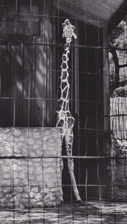 giraffe photograph