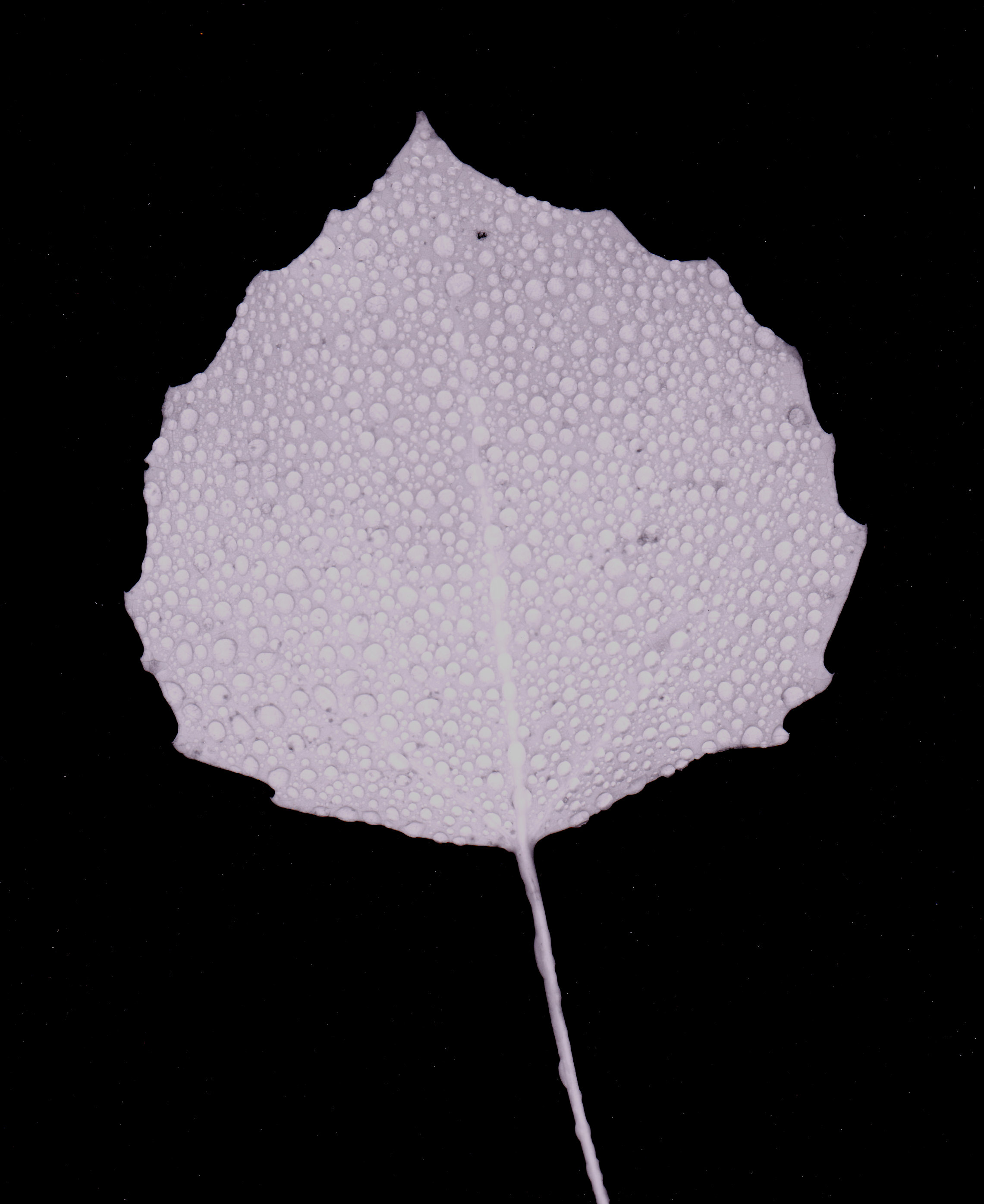 leaf with dew mount vernon maine