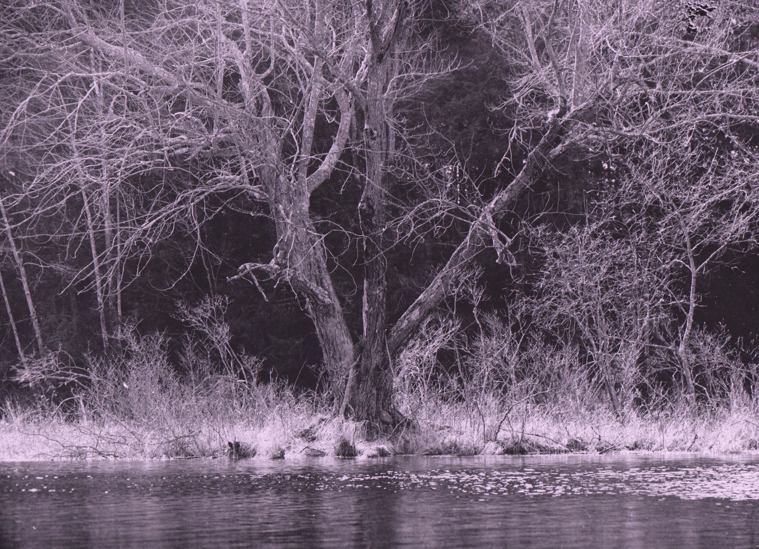 maple tree photograph