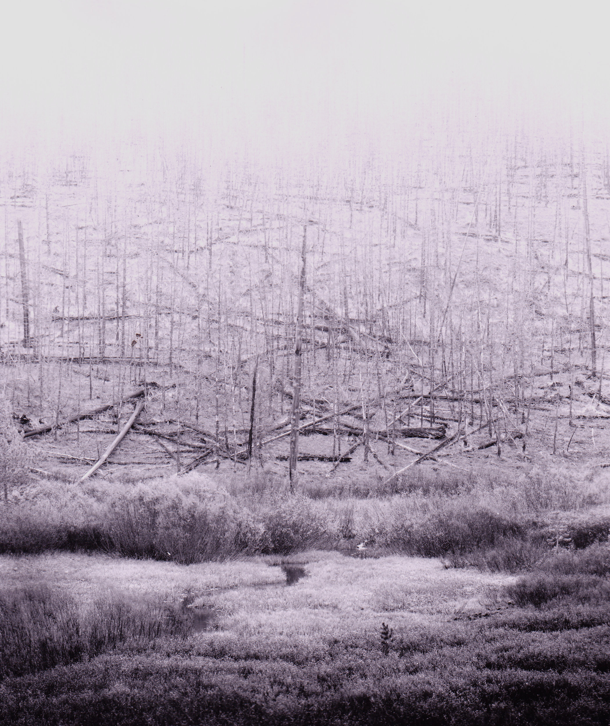 mist and burnt forest grand teton National Park