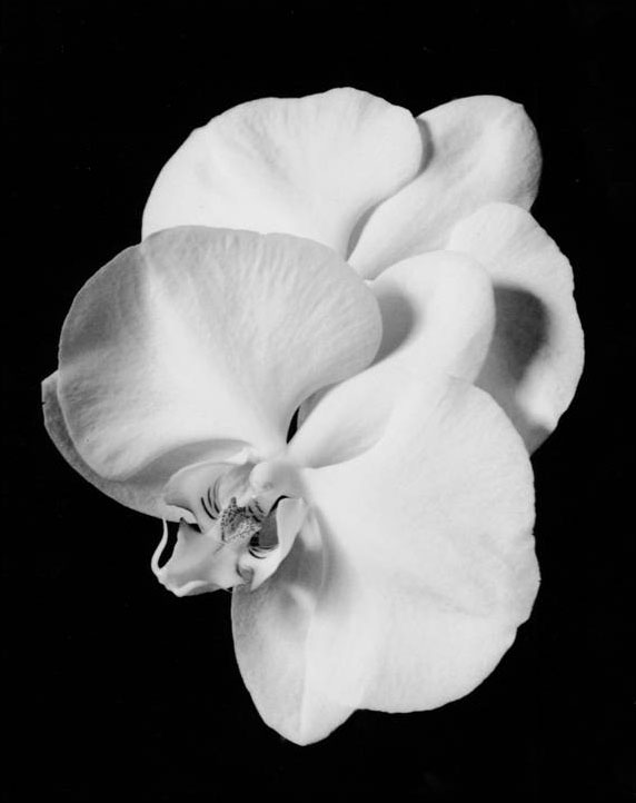 moth orchid