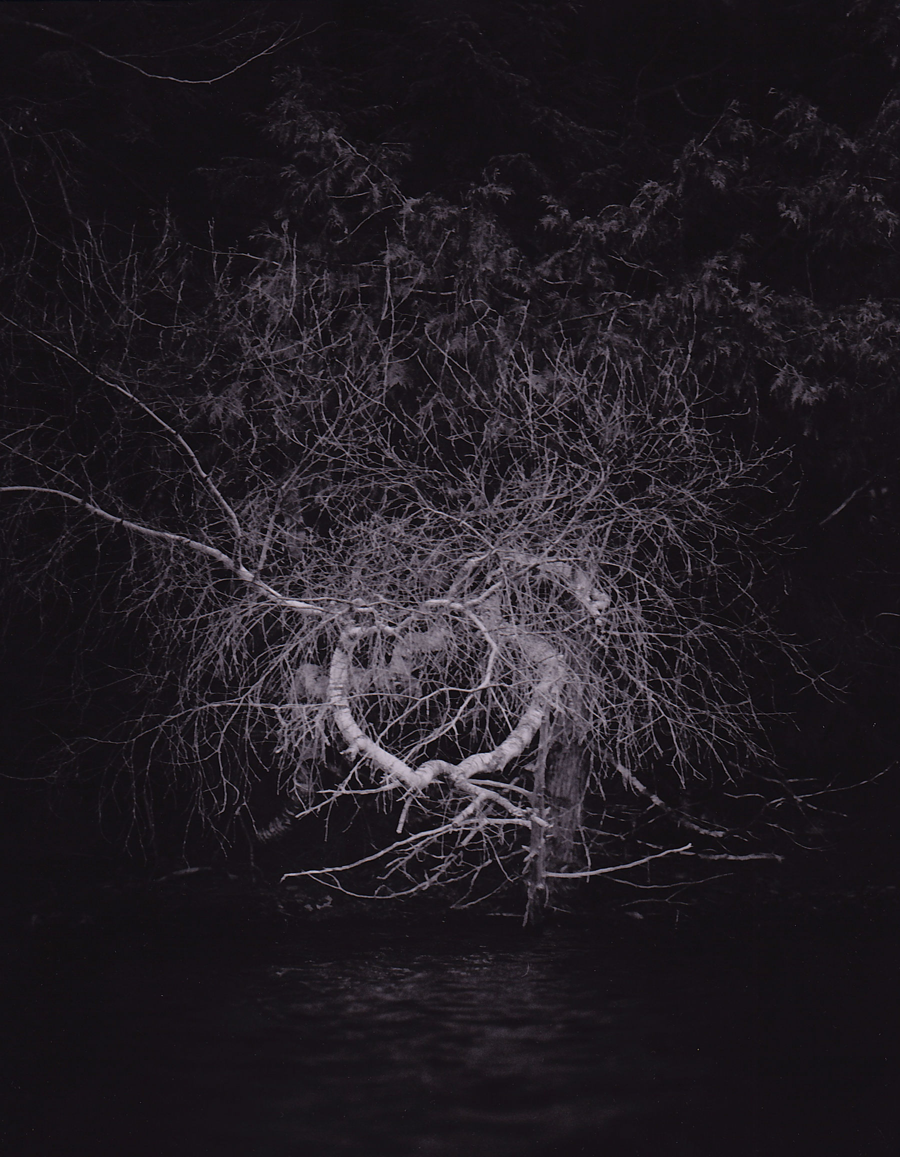 Twisted birch taylor pond maine