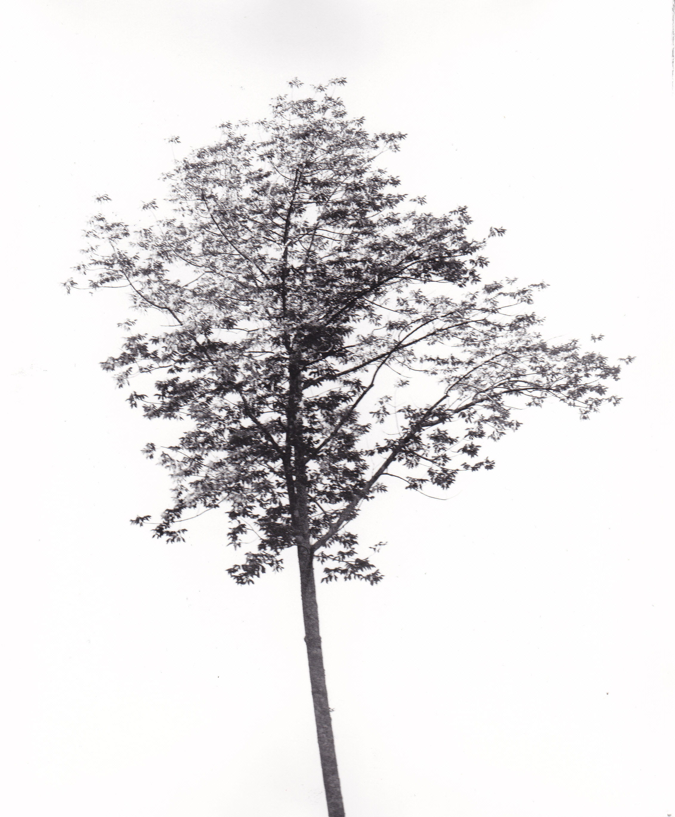 windblown hickory photograph